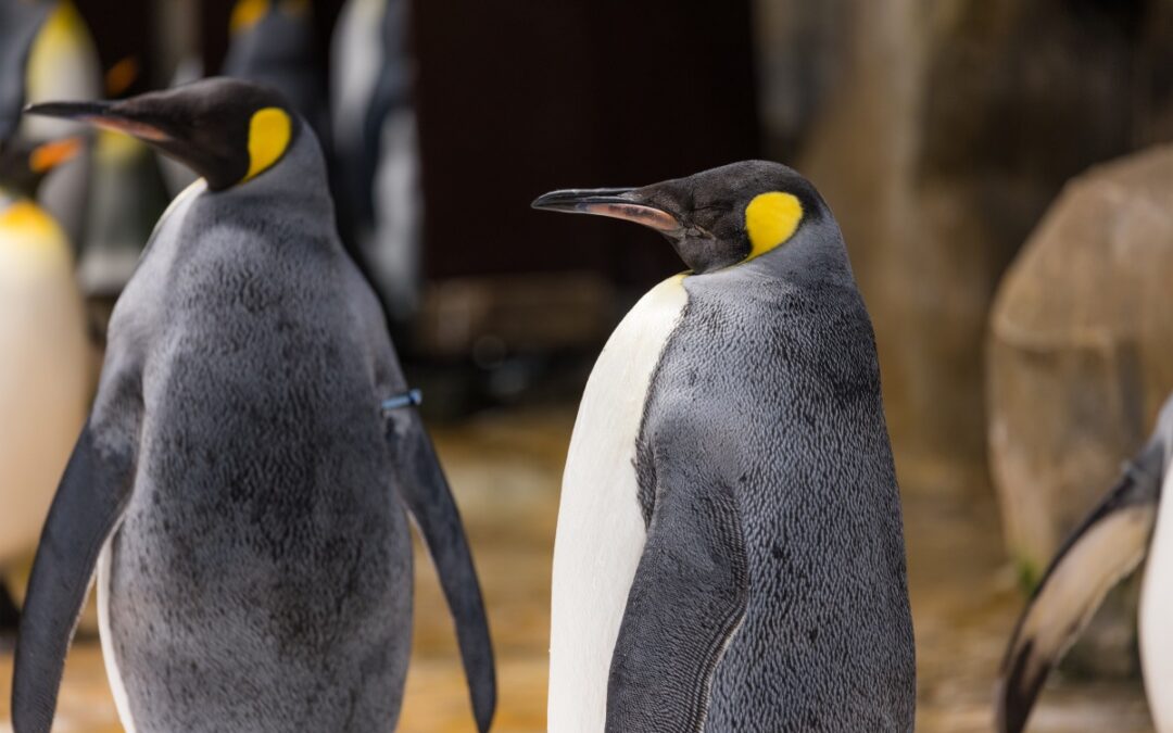 How much do you know about Penguins?